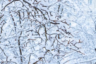 Beyaz karlı dallar kış soyutlaması açık hava yumuşak manzara konsepti
