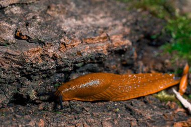 Kabuksuz salyangoz. Küçük hayvan temalı makro fotoğraf. Görüntüyü kapat.