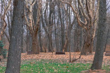 Korkunç orman Cadılar Bayramı estetik doğal manzara çıplak dallar ve boş uzay manzarası burada insanlar olmadan.