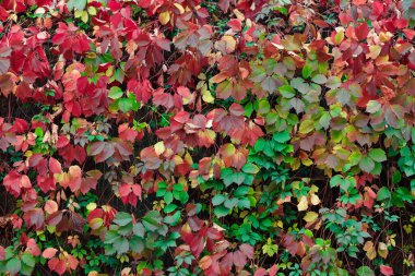 Farklı renkler kırmızı kahverengi yeşillik çiçek arka planı sonbahar estetik mevsimi