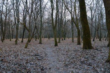 çirkin depresif orman çıplak dalları Mart ayında