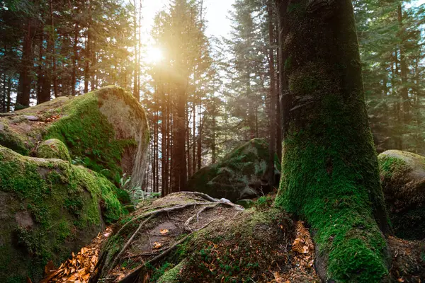 Dağlık yosunlu orman dramatik sonbahar aydınlatması günbatımından çam ağacından sonsuza dek yeşil doğal ortam