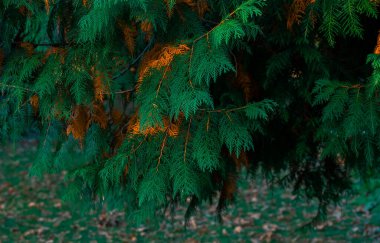 Ağaç, iğne dallarını kapat. Sonbahar parkı alacakaranlık manzarasının yeşil turuncu rengi.