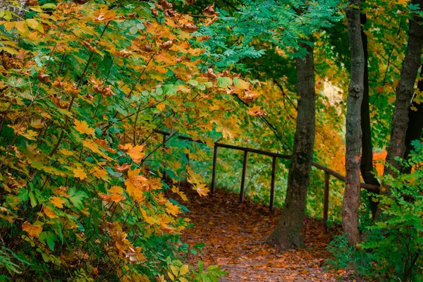 Sonbaharda parlak doğa parkı, Eylül ayının cennet gibi manzaralı park alanı, farklı renkler, yeşil ve sarı ağaçlar.