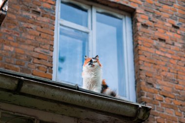 Kenar mahalle sokak alanının çatısından poz veren sevimli sokak kedisi portresi.