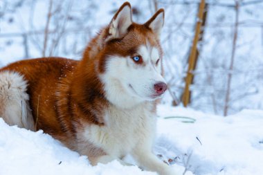 Alaska köpeği Husky hayvan temalı mavi gözler karlı kış ormanı ortamında poz veren çekici evcil hayvan modeli.
