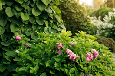 Bahçe çalıları bahar çiçekleri mevsimlik çiçek bahçeleri yeşil yapraklar ve gül yaprakları ön planda, güneş ışığı arka planda yükselme etkisi