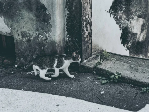 Γάτα Στο Σάπια Δρόμο — Φωτογραφία Αρχείου