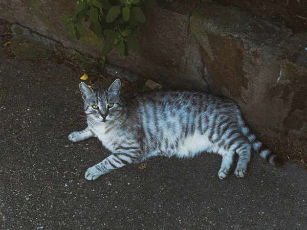Γάτα Κίτρινα Μάτια Ξαπλωμένη Στο Δρόμο — Φωτογραφία Αρχείου