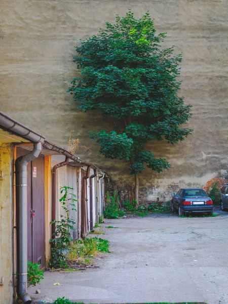 Samotne Drzewo Garażu Parking Mieście — Zdjęcie stockowe