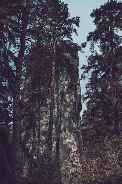바위와 나무들 배경의 — 스톡 사진
