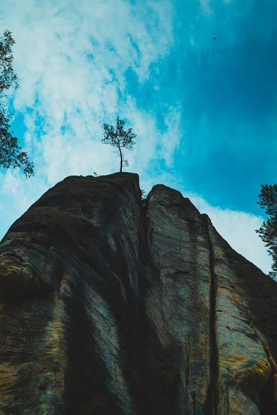 Dağın tepesindeki ağaç.