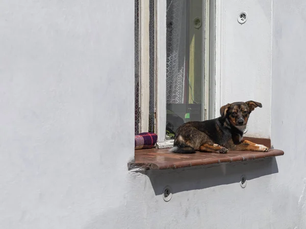 Pies Parapecie Białe Ściany Budynku — Zdjęcie stockowe