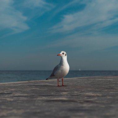 seagull at the pier with blue sky in the background, Common gull, sea mew