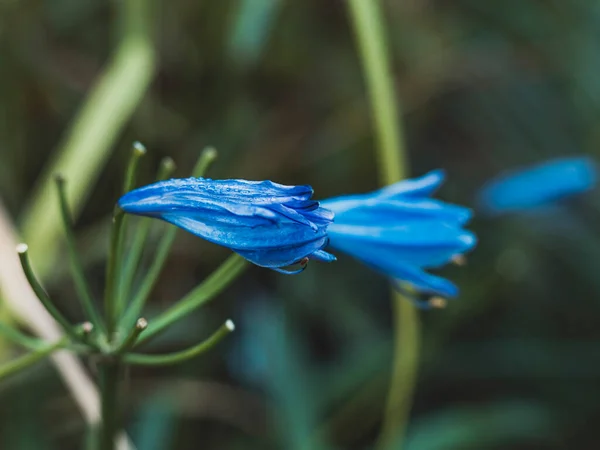 blue flower in shallow depth of field, Lily of the Nile, Agapanthus