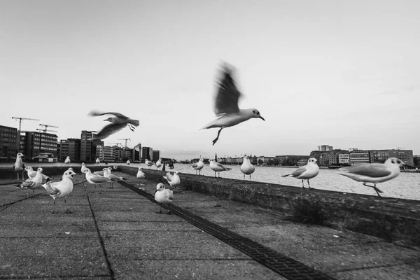 flock of seagulls in the city