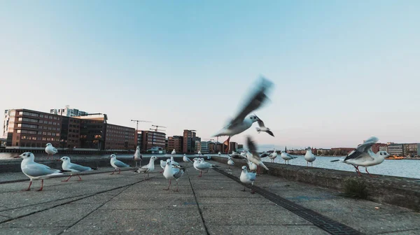 flock of seagulls in the city