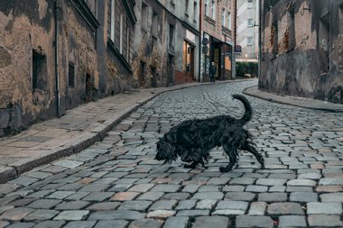 Eski şehrin sokaklarında siyah bir köpek