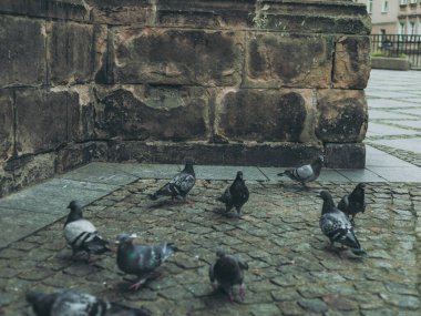 Eski şehir sokaklarında güvercinler