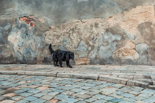 Perro Negro Calle Del Casco Antiguo — Foto de Stock