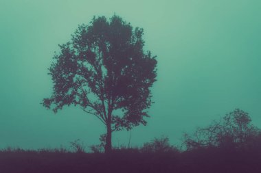 Sisli günde tek bir ağaç