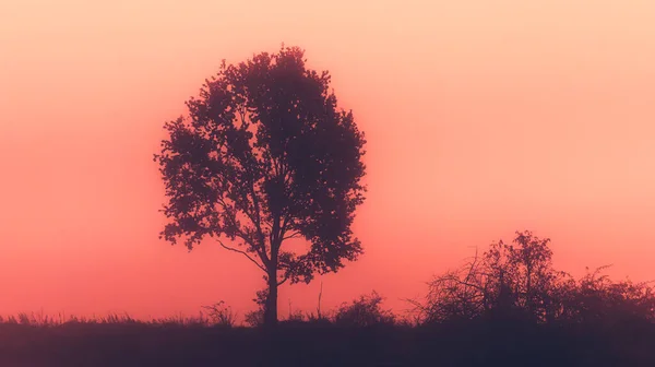 안개낀 의나무 — 스톡 사진