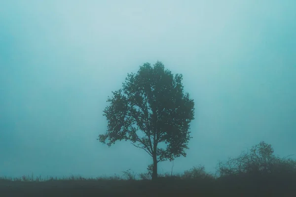 Sisli Günde Tek Bir Ağaç — Stok fotoğraf