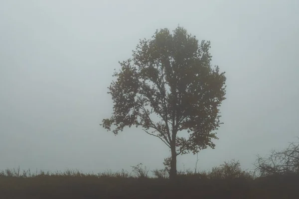 Árvore Única Durante Dia Nebuloso — Fotografia de Stock
