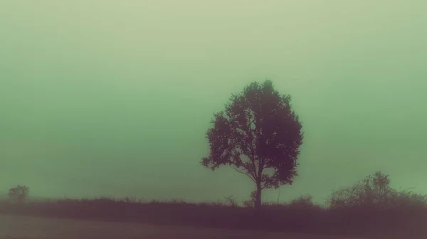 Одно Дерево Туманный День — стоковое фото