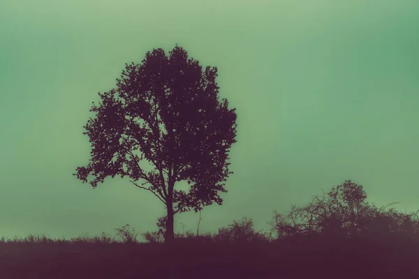 stock image single tree during the foggy day