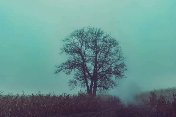 Árvore Única Campo Durante Dia Nebuloso — Fotografia de Stock