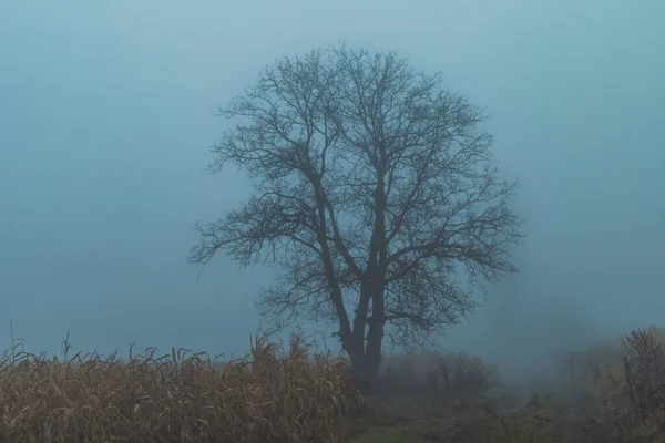 Einzelner Baum Auf Feld Bei Nebligem Tag — Stockfoto