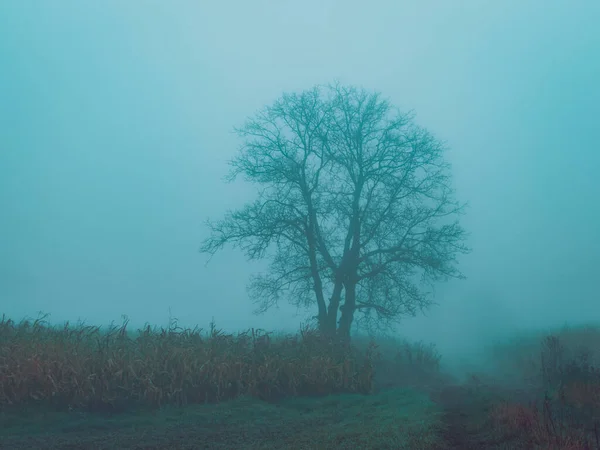 Einzelner Baum Auf Feld Bei Nebligem Tag — Stockfoto