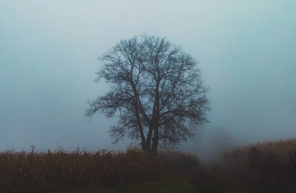 Baum Auf Maisfeld Bei Nebligem Tag — Stockfoto