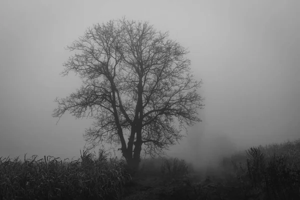 Sisli Bir Günde Tarlada Tek Bir Ağaç — Stok fotoğraf