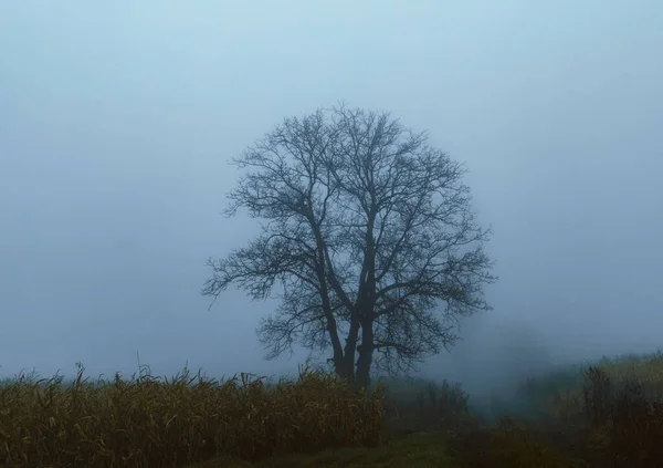 Sisli bir günde mısır tarlasında ağaç