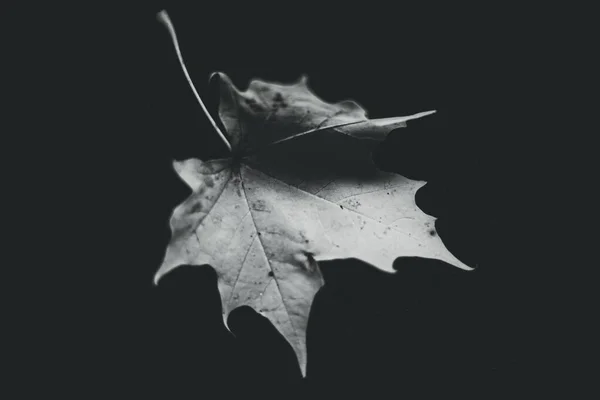 Siyah Arkaplanda Akçaağaç Yaprağı — Stok fotoğraf