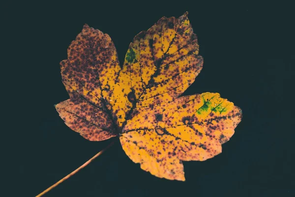 Siyah Arkaplanda Çürüyen Akçaağaç Yaprağı — Stok fotoğraf