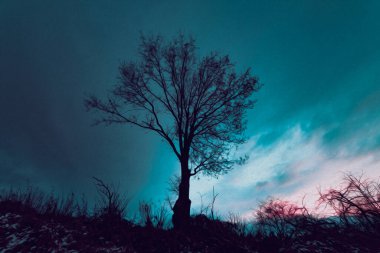 Akşamları yalnız ağaçlı kartpostal konsepti