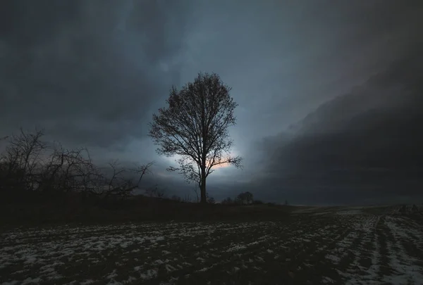 Einsamer Baum Auf Dem Feld Winter Mit Bewölktem Himmel Hintergrund — Stockfoto