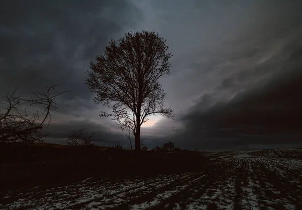 Árvore Solitária Campo Inverno Com Céu Nublado Fundo — Fotografia de Stock