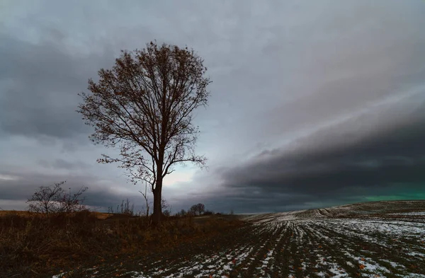 Árvore Solitária Campo Inverno Com Céu Nublado Fundo — Fotografia de Stock