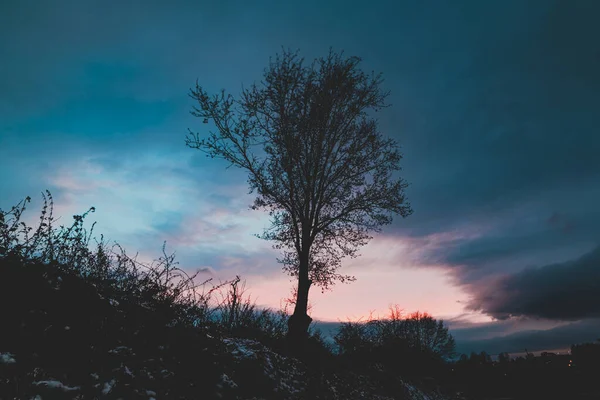 저녁에는 혼자있는 나무의 실루엣 뒤쪽에 구름낀 — 스톡 사진