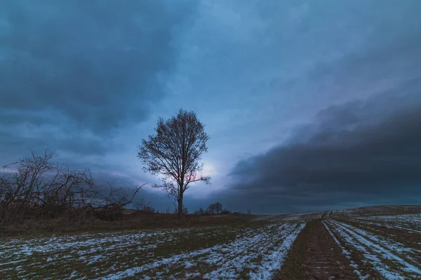 Einsamer Baum Auf Dem Feld Winter Mit Bewölktem Himmel Hintergrund — Stockfoto