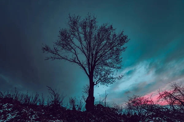 Akşamları Arka Planda Bulutlu Gökyüzü Olan Yalnız Ağaç Silueti — Stok fotoğraf