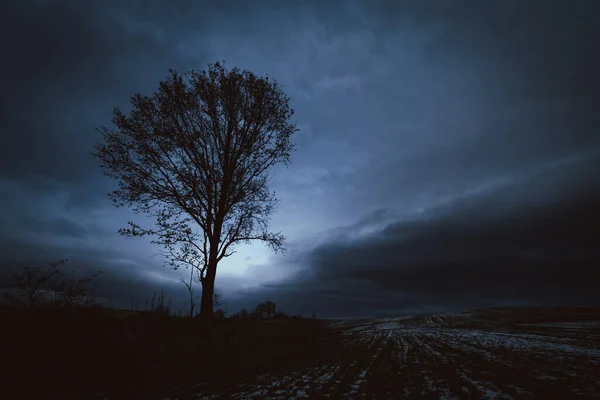 저녁에는 혼자있는 나무의 실루엣 뒤쪽에 구름낀 — 스톡 사진