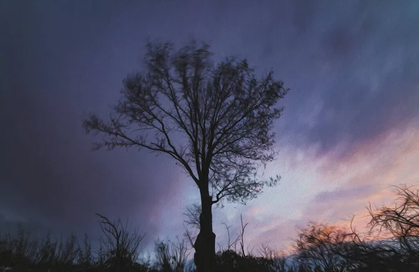 Akşamları Yalnız Ağaçlı Kartpostal Konsepti — Stok fotoğraf