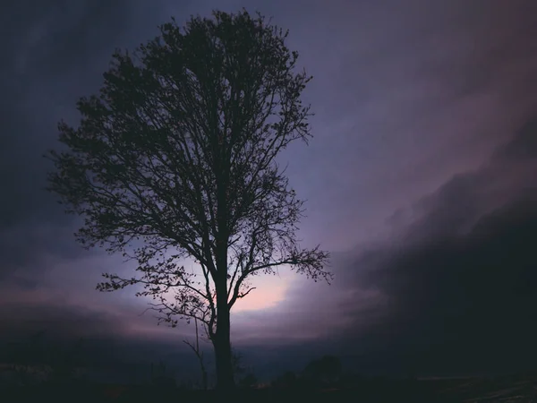 Akşamları Arka Planda Bulutlu Gökyüzü Olan Yalnız Bir Ağaç — Stok fotoğraf
