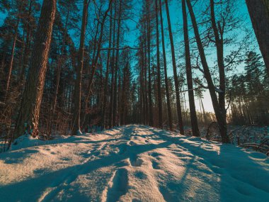Kış ormanlarında yol, alçak zeminden manzara.