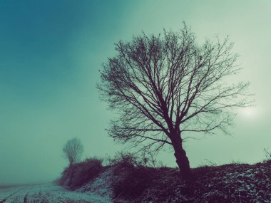 Karlı bir tarlada sisli ağaçlar